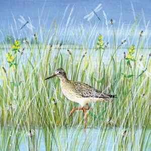 Wading Bird (card)